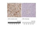 Immunohistochemistry analysis in human cerebral cortex and pancreas tissues using HPA023280 antibody. Corresponding CNP RNA-seq data are presented for the same tissues.