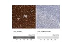 Immunohistochemistry analysis in human liver and lymph node tissues using Anti-CTH antibody. Corresponding CTH RNA-seq data are presented for the same tissues.