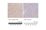 Immunohistochemistry analysis in human cerebral cortex and pancreas tissues using Anti-CNP antibody. Corresponding CNP RNA-seq data are presented for the same tissues.