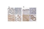 Immunohistochemical staining of human fallopian tube, liver, ovary and testis using Anti-PCM1 antibody HPA023370 (A) shows similar protein distribution across tissues to independent antibody HPA023374 (B).