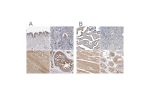 Immunohistochemical staining of human fallopian tube, liver, ovary and testis using Anti-PCM1 antibody HPA023374 (A) shows similar protein distribution across tissues to independent antibody HPA023370 (B).