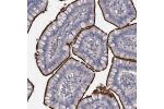 Immunohistochemical staining of human small intestine shows strong membranous positivity in glandular cells.