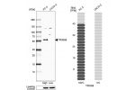 Western blot analysis in human cell line PC-3 and human cell line CACO-2.