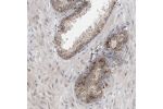 Immunohistochemical staining of human prostate shows moderate to strong positivity in mitochondria in glandular cells.