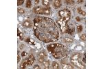 Immunohistochemical staining of human kidney shows distinct positivity in plasma.