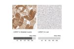 Immunohistochemistry analysis in human skeletal muscle and liver tissues using Anti-LMCD1 antibody. Corresponding LMCD1 RNA-seq data are presented for the same tissues.
