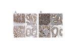 Immunohistochemical staining of human duodenum, endometrium, kidney and testis using Anti-TUFM antibody HPA024087 (A) shows similar protein distribution across tissues to independent antibody HPA018991 (B).