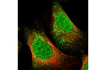 Immunofluorescent staining of human cell line U-2 OS shows localization to nucleoplasm & mitochondria.