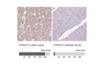 Immunohistochemistry analysis in human heart muscle and skeletal muscle tissues using HPA024255 antibody. Corresponding POPDC2 RNA-seq data are presented for the same tissues.