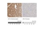 Immunohistochemistry analysis in human parathyroid gland and pancreas tissues using HPA024305 antibody. Corresponding GPI RNA-seq data are presented for the same tissues.