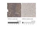 Immunohistochemistry analysis in human lymph node and cerebral cortex tissues using Anti-NFATC2 antibody. Corresponding NFATC2 RNA-seq data are presented for the same tissues.