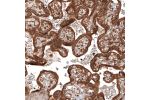Immunohistochemical staining of human placenta shows strong cytoplasmic positivity in trophoblastic cells.