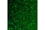 Immunofluorescence staining of mouse olfactory bulb shows neuronal positivity in the anterior olfactory nucleus.