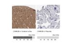 Immunohistochemistry analysis in human cerebral cortex and placenta tissues using HPA026307 antibody. Corresponding CAMK2B RNA-seq data are presented for the same tissues.