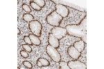 Immunohistochemical staining of human stomach shows strong nuclear positivity in glandular cells.