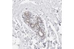 Immunohistochemical staining of human breast shows weak nuclear positivity in glandular cells.
