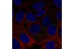 Immunofluorescent staining of human cell line MCF7 shows localization to the Golgi apparatus.