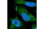 Immunofluorescent staining of human cell line U-2 OS shows localization to nucleus, nucleoli fibrillar center, cytosol & vesicles.