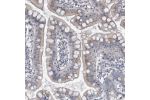Immunohistochemical staining of human Small intestine shows strong granular cytoplasmic positivity in glandular cells.