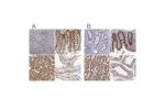 Immunohistochemical staining of human cerebral cortex, colon, lymph node and testis using Anti-SORBS1 antibody HPA027559 (A) shows similar protein distribution across tissues to independent antibody HPA043084 (B).