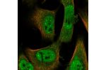 Immunofluorescent staining of human cell line U-251 MG shows localization to nucleoplasm, nuclear bodies & cytosol.