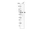 Western blot analysis in human cell line THP-1.