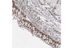 Immunohistochemical staining of human bronchus shows strong nuclear positivity in respiratory epithelial cells.