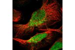Immunofluorescent staining of human cell line U-2 OS shows localization to nucleus & cytosol.