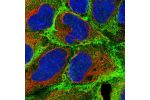 Immunofluorescent staining of human cell line HEK 293 shows localization to plasma membrane, cytosol & cell junctions.