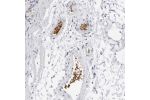 Immunohistochemical staining of human stomach shows strong positivity in erythrocytes.