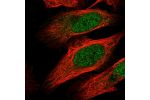 Immunofluorescent staining of human cell line U-2 OS shows localization to nucleoplasm.