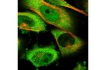Immunofluorescent staining of human cell line U-251 MG shows localization to nucleoplasm & cytosol.