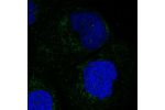 Immunofluorescent staining of human cell line A-431 shows localization to mitochondria.