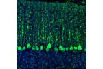 Immunofluorescence staining of mouse cerebellum shows strong immunoreactivity in Purkinje cells.