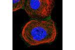Immunofluorescent staining of human cell line A-431 shows localization to plasma membrane.