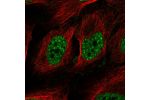 Immunofluorescent staining of human cell line U-2 OS shows localization to nuclear speckles.