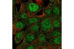 Immunofluorescent staining of human cell line Hep G2 shows localization to nucleoplasm & cytosol.
