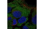 Immunofluorescent staining of human cell line CACO-2 shows localization to plasma membrane.