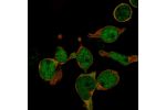 Immunofluorescent staining of human cell line REH shows localization to nucleoplasm & cytosol.
