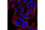 Immunofluorescent staining of human cell line Hep G2 shows localization to the Golgi apparatus.