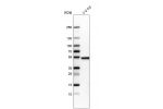Western blot analysis in human cell line U-2 OS.