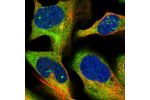Immunofluorescent staining of human cell line U-2 OS shows localization to nuclear bodies & cytosol.