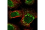 Immunofluorescent staining of human cell line U-2 OS shows localization to nucleus & mitochondria.