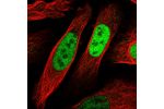 Immunofluorescent staining of human cell line U-2 OS shows localization to nucleoplasm.