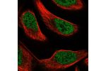Immunofluorescent staining of human cell line U-2 OS shows localization to nucleoplasm.