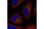 Immunofluorescent staining of human cell line U-2 OS shows localization to endoplasmic reticulum.