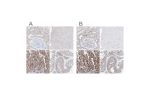 Immunohistochemical staining of human kidney, skeletal muscle, stomach and testis using Anti-UFL1 antibody HPA030559 (A) shows similar protein distribution across tissues to independent antibody HPA030560 (B).