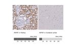 Immunohistochemistry analysis in human kidney and cerebral cortex tissues using Anti-AIFM1 antibody. Corresponding AIFM1 RNA-seq data are presented for the same tissues.