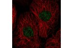 Immunofluorescent staining of human cell line A-431 shows localization to nucleus.