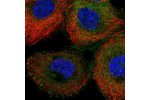 Immunofluorescent staining of human cell line A-431 shows localization to plasma membrane & cytosol.